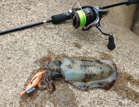 エギング秋シーズン開幕！